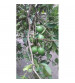 Tropical Fruit and Citrus Special Fertilizer 5 Kg